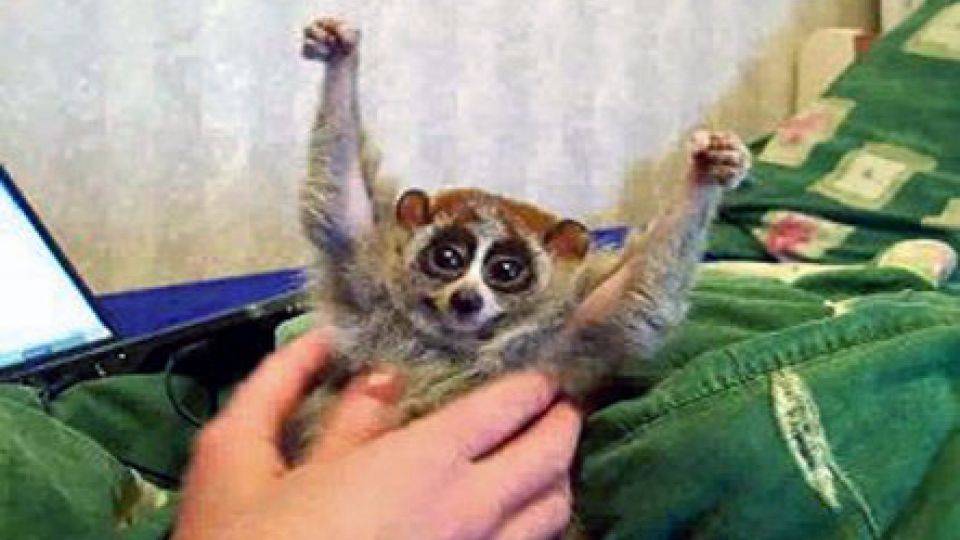 Sonya the slow loris from the infamous tickling video