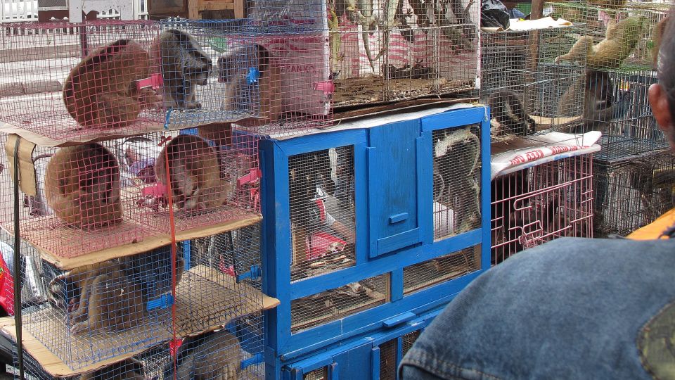 A market with slow lorises on sale