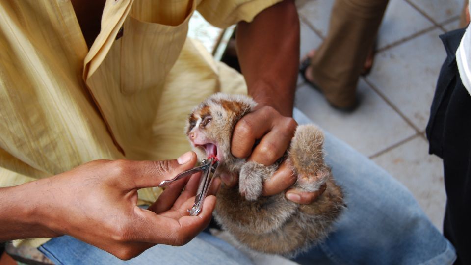 A slow loris having its teeth removed with nail clippers