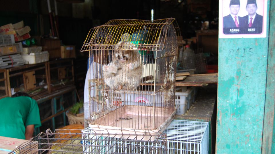 A slow loris in a tiny cage at a local market