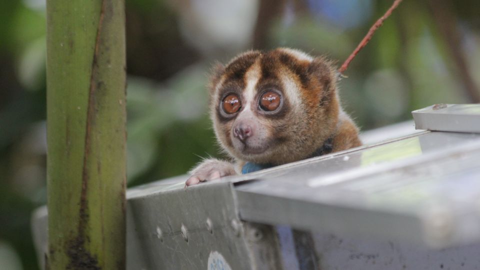 A loris pocking it's head out of its transport crate