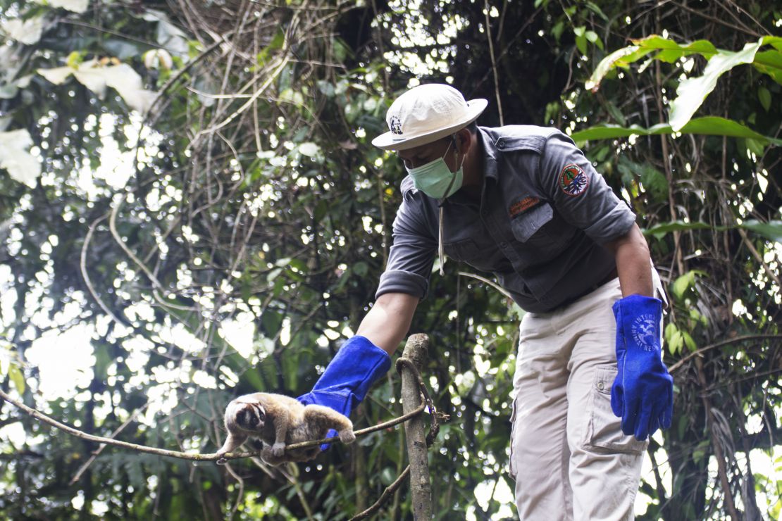 Releasing a slow loris into protected rainforest