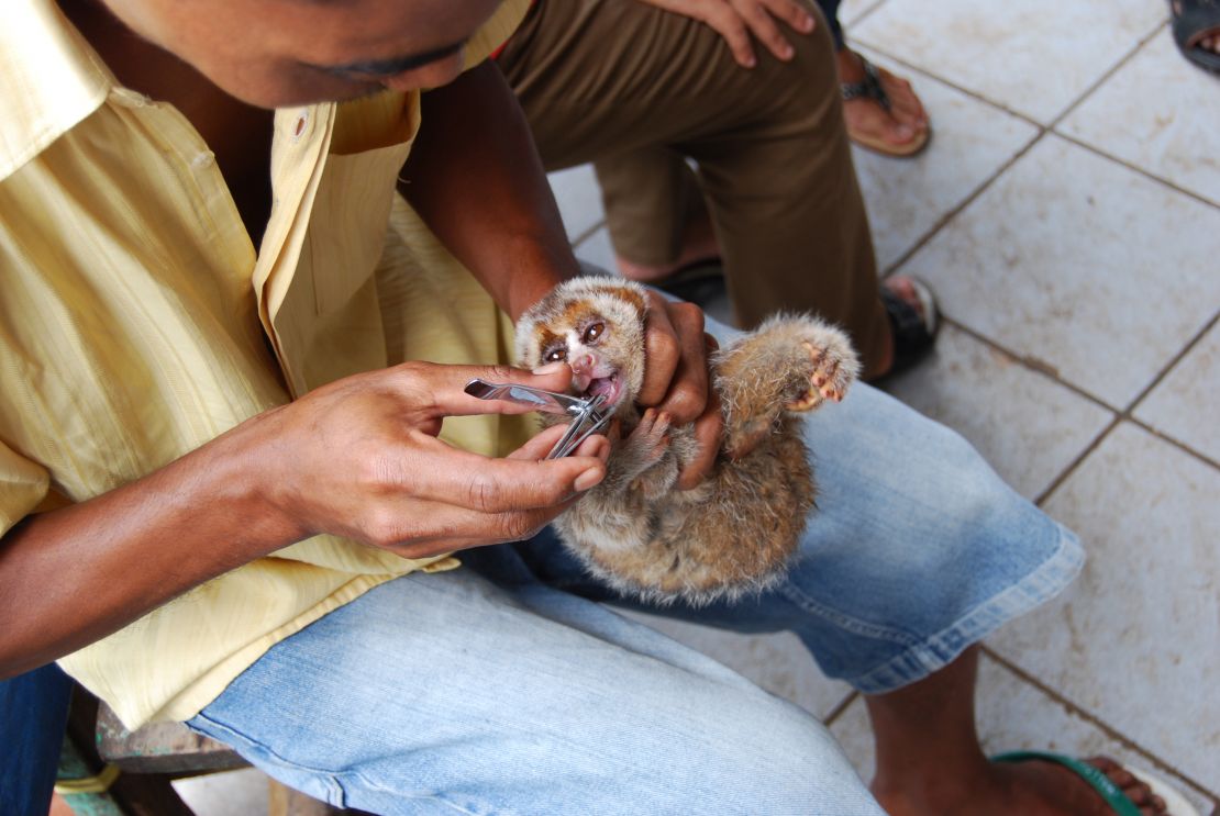 A slow loris having its teeth removed with nail clippers