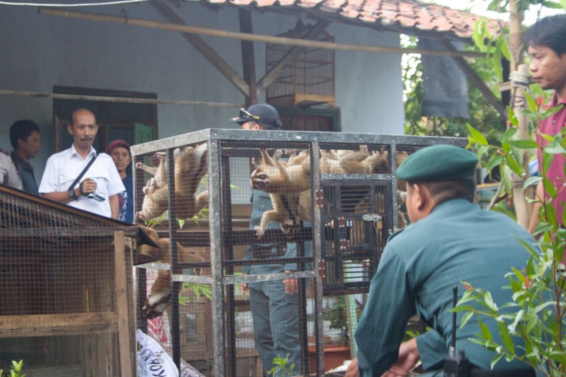 Confiscated slow lorises being handed over