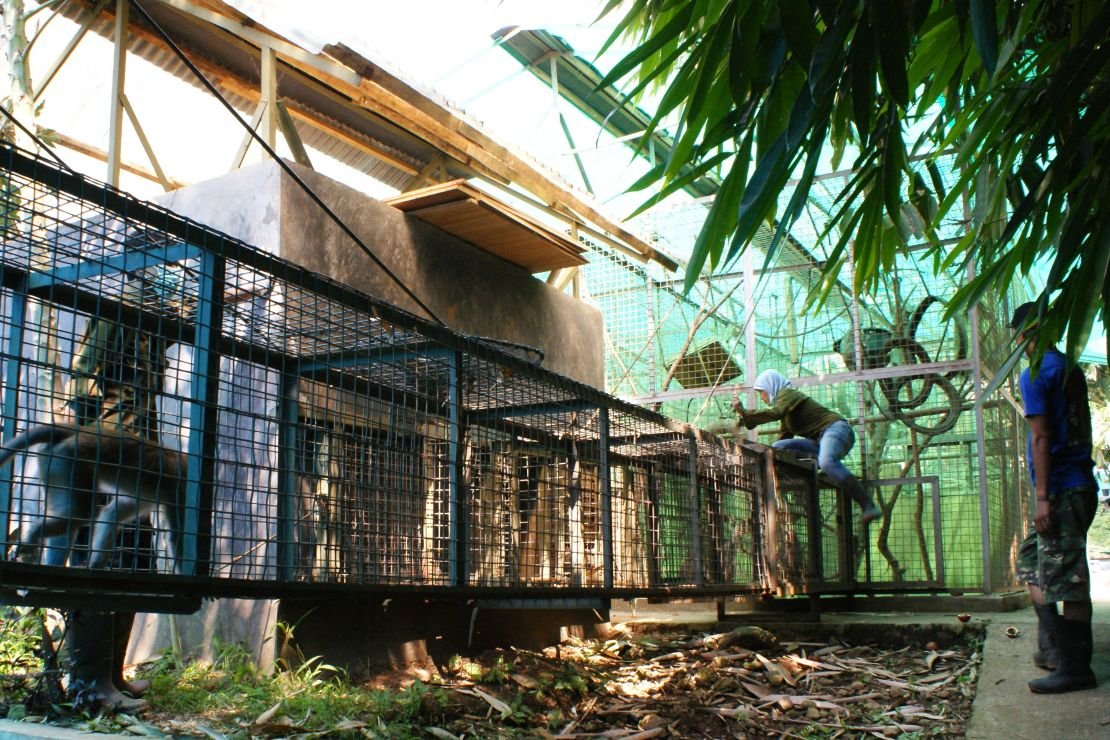 Some of the enclosures at the ciapus rescue centre