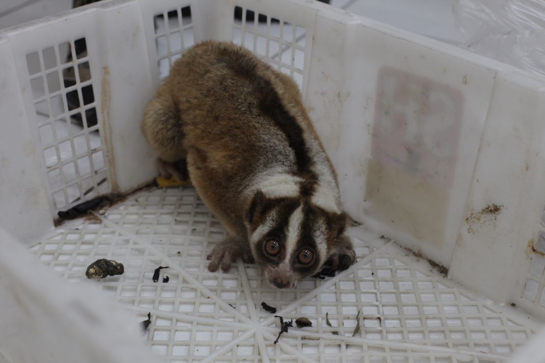 A slow loris looking out of a crate it was being transported in
