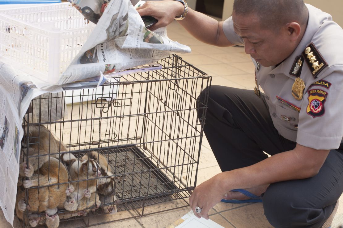 Indonesian police officer inspecting a confiscated slow loris