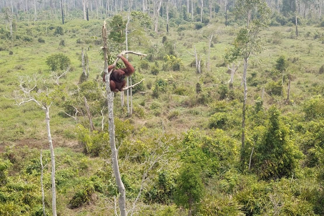 A large male orangutan on a lone tree