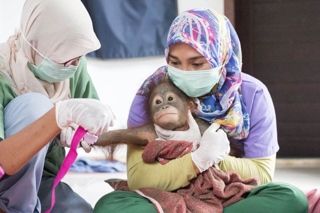 An orangutan being checked over by veterinarians