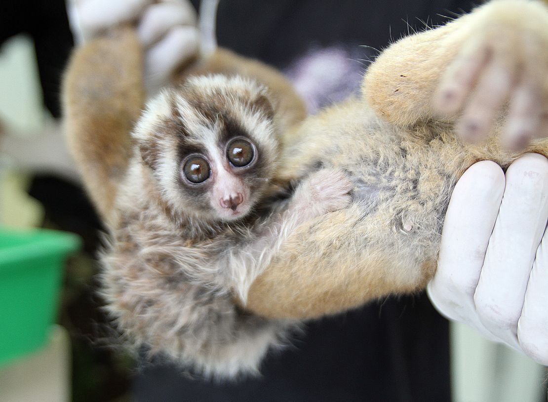 A small slow loris in the clinic in Ciapus