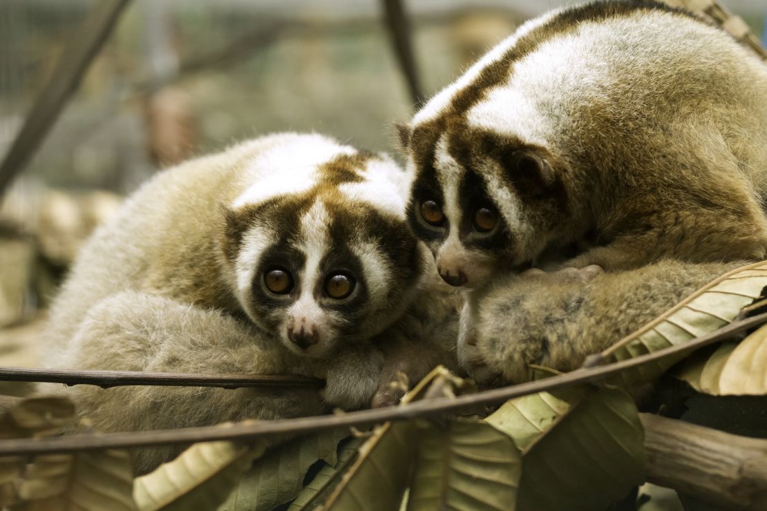 A pair of slow lorises looking to camera