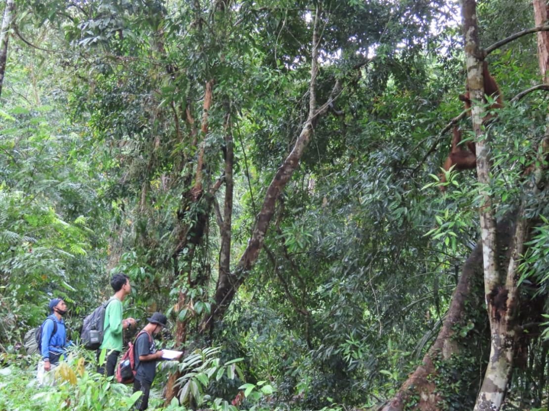 orangutan monitoring