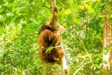 Male orangutan Aul was rescued and released by our orangutan rescue team