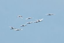 flock of spoonbills crossing over Malta