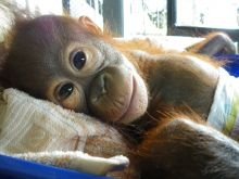 Rescued orangutan Rahayu was desperately ill when she came to our rescue centre