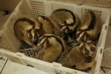 Slow lorises rescued from the illegal wildlife trade
