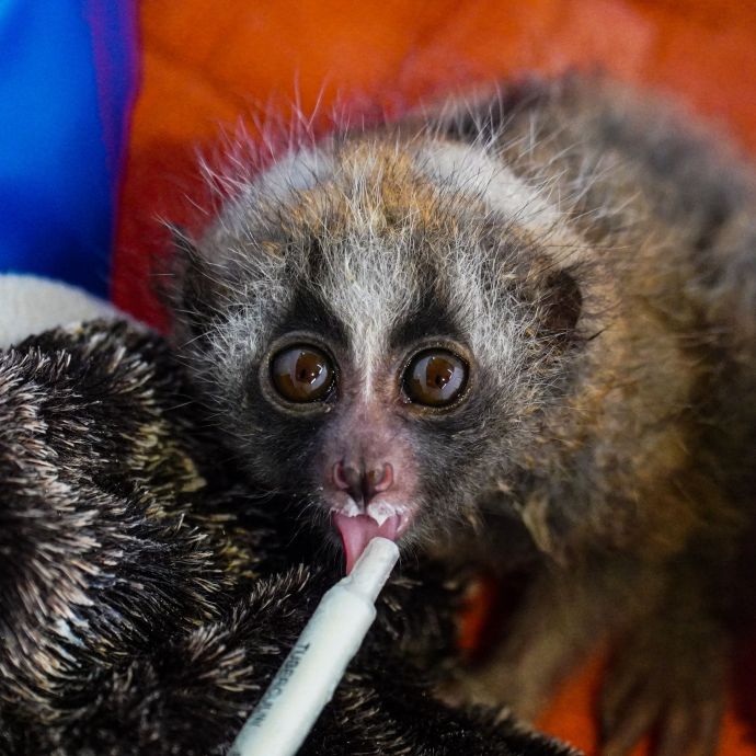 A slow loris being fed by syringe