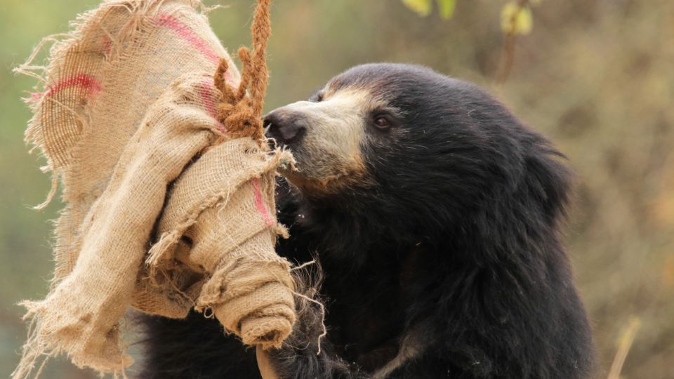 Bear with enrichment