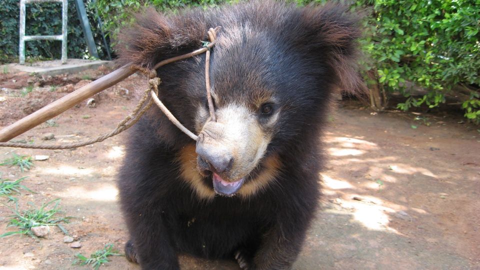 Sloth bear with rope through nose