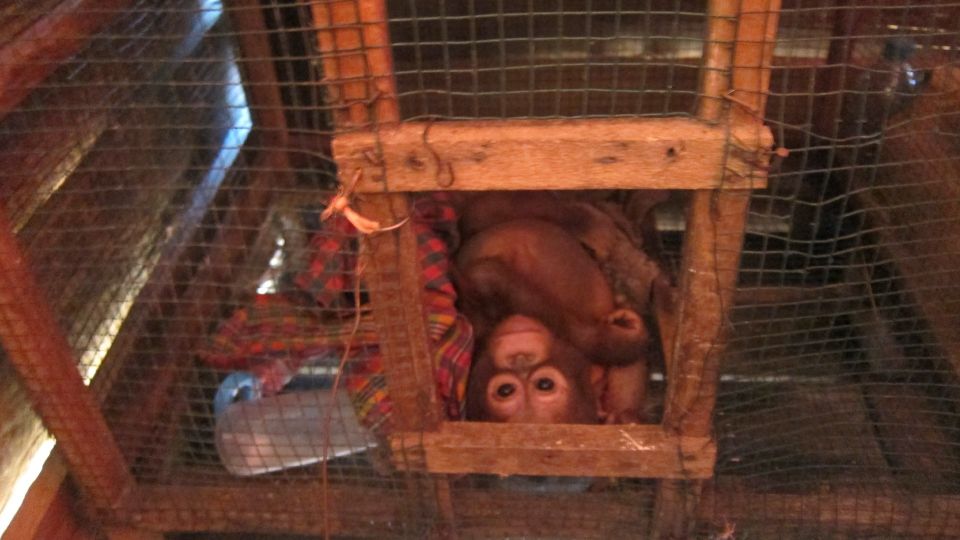 Budi in a chicken cage