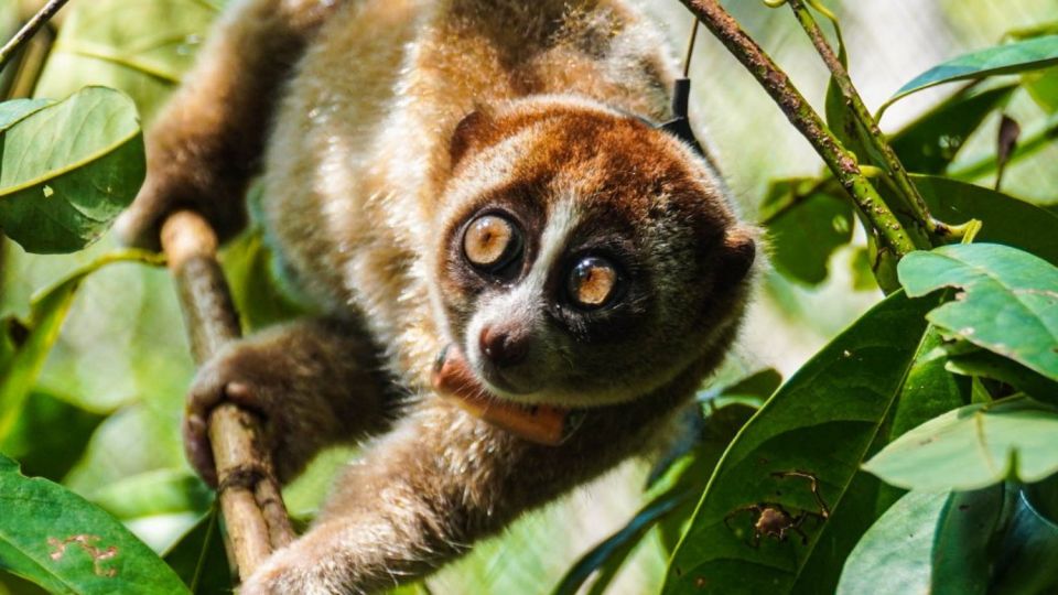 Freedom for a slow loris