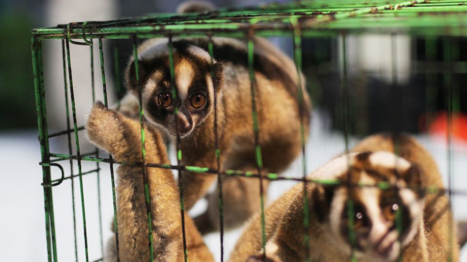 Two lorises looking out of a cramped cage