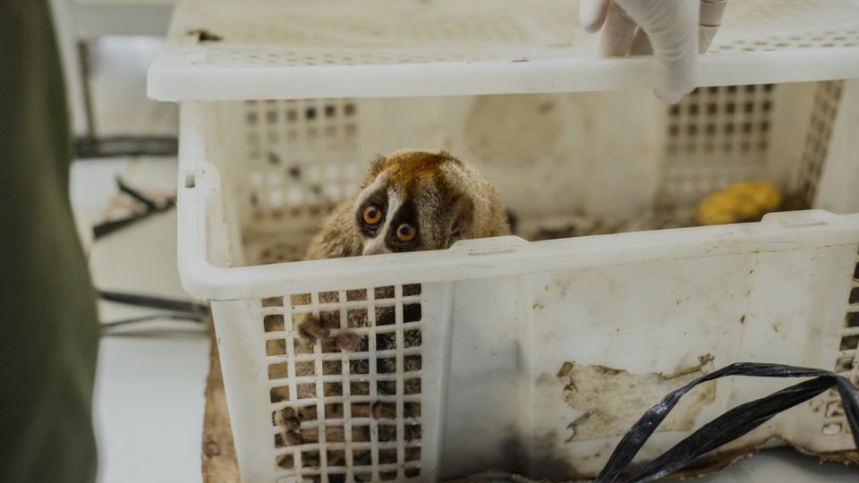 Slow loris being confiscated from traders