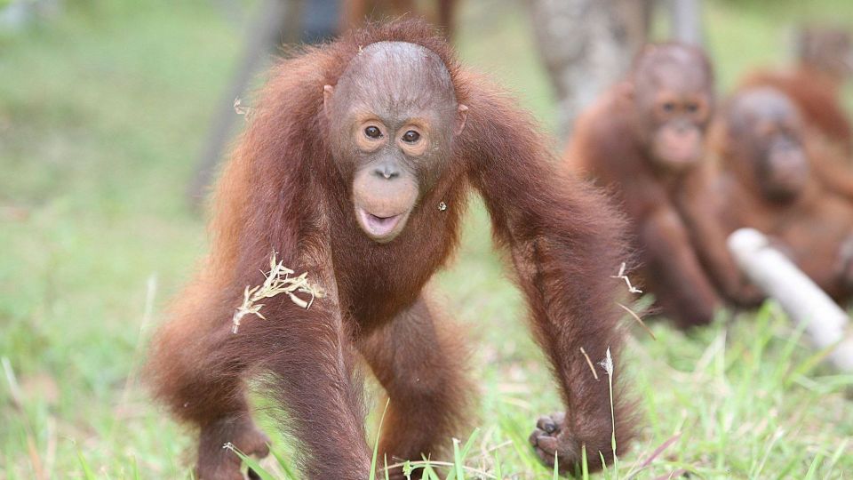 An orangutan running towards camera