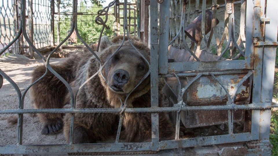 A caged armenian bear