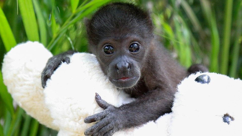 Howley monkey cuddling a soft toy