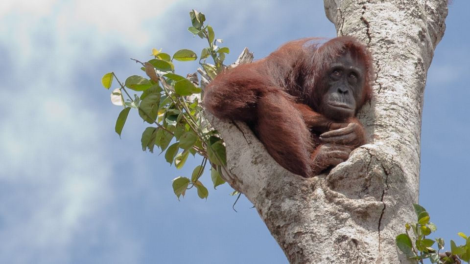 A orangutan clinging to a lone tree