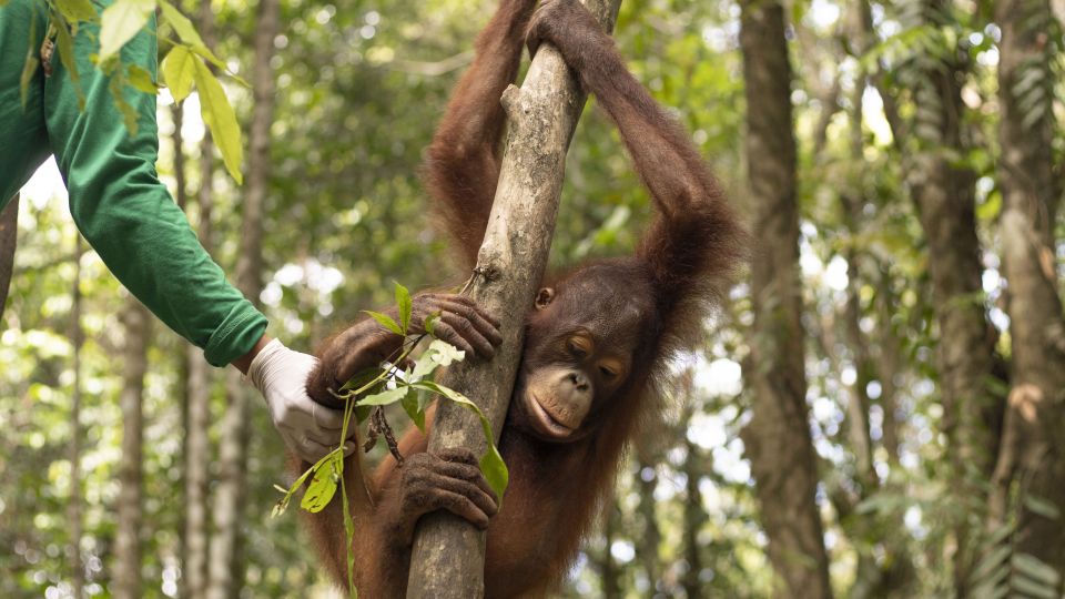 Kukur is helped onto a tree during first day at baby school