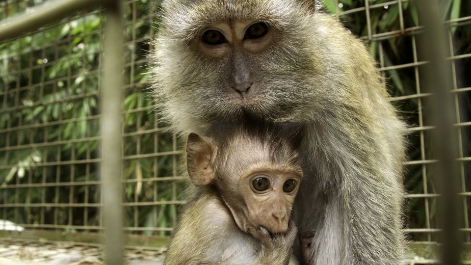 Mother and baby macaque at the centre