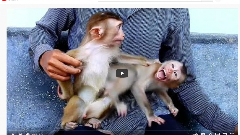 Macaques on youtube