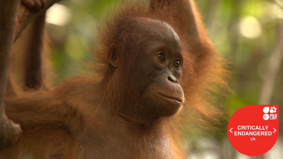 orangutan red list