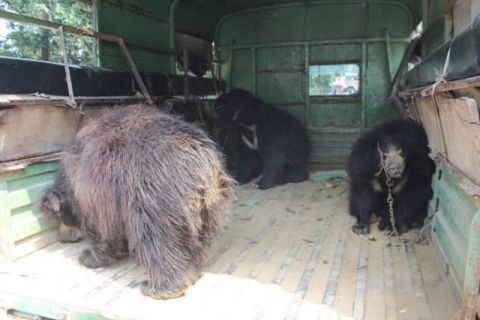 Three bears rescued from Nepal