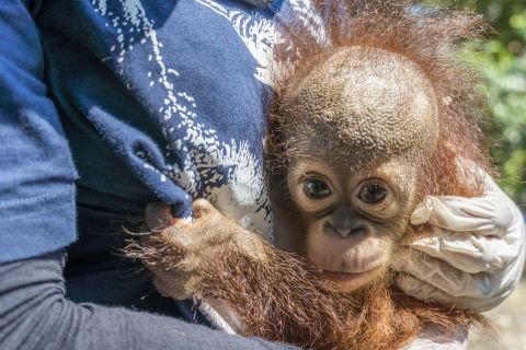 Tiny baby orangutan rescued in West Borneo