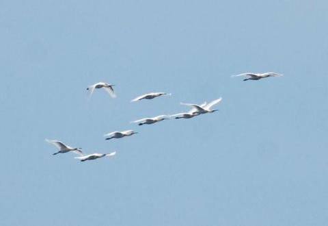 flock of spoonbills crossing over Malta