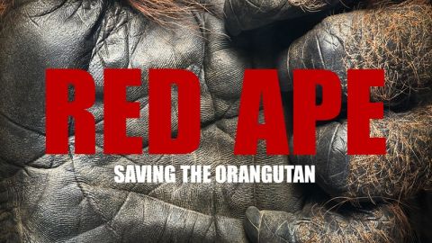 Ældre hvor ofte favorit Our frontline fight to save critically endangered orangutans to feature on  US TV | International Animal Rescue