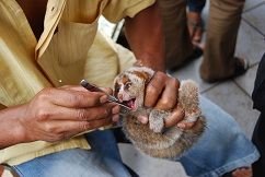 A slow loris having its teeth cut