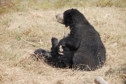 Two of the bears enjoying their first taste of freedom