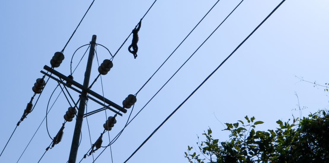 A howler monkey clinging to a power line