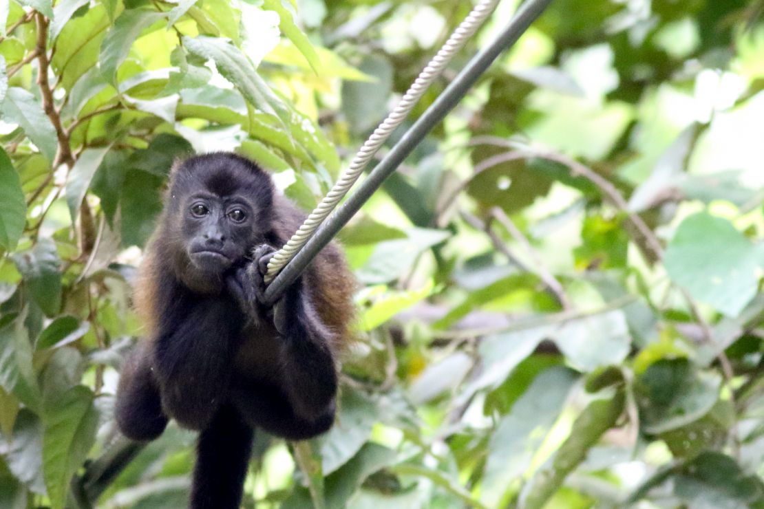 A wild howler monkey relaxing on a power line