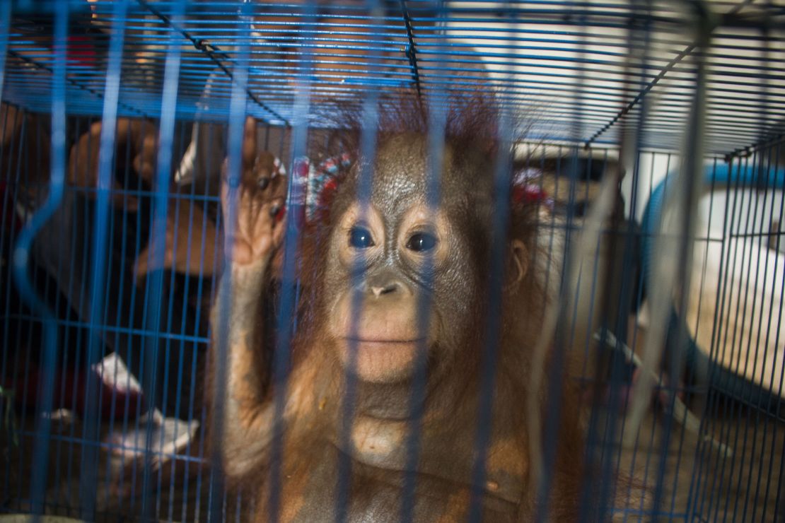 Orangutan | International Animal Rescue