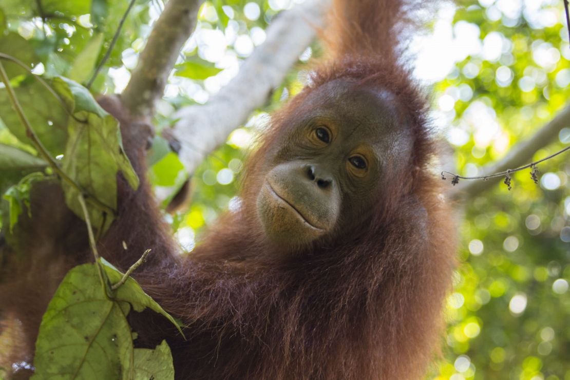 An orangutan high in the trees of forest school