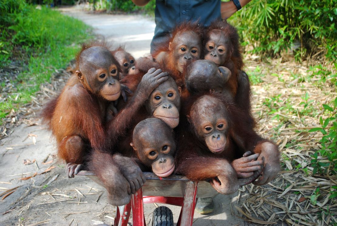 Orangutans in a wheelbarrow