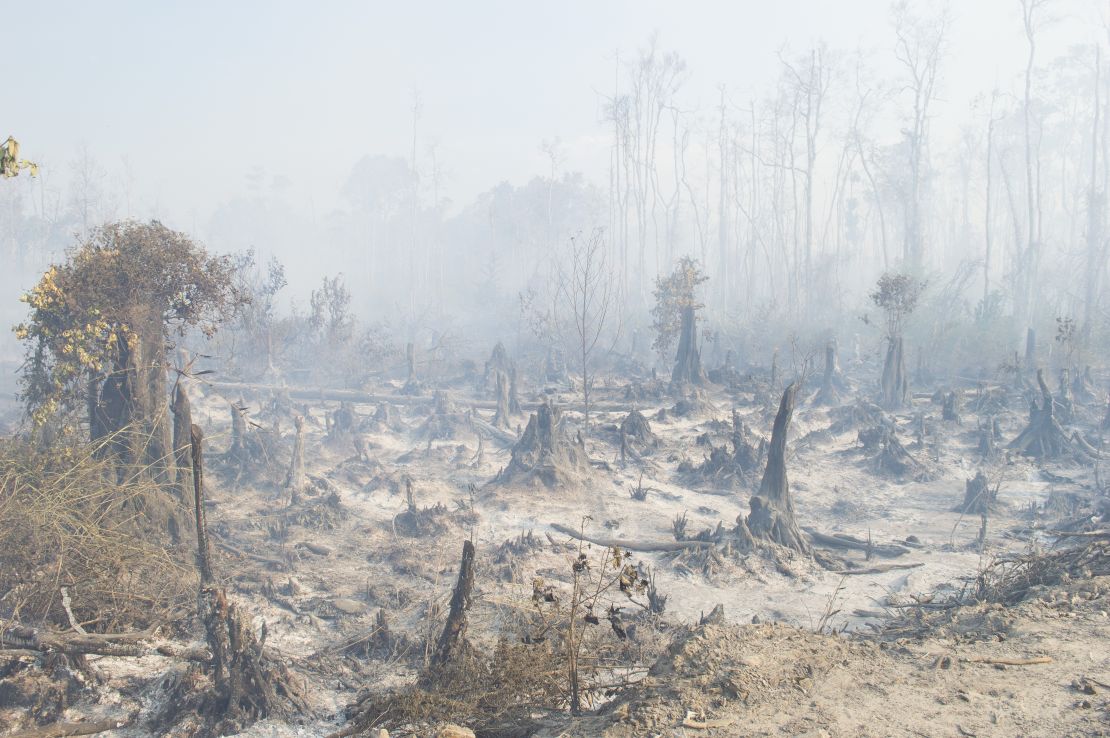 An area of burnt forest
