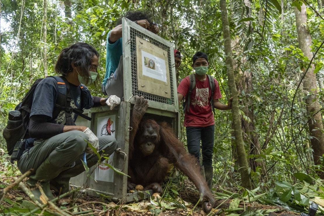 An orangutan being released in 2020