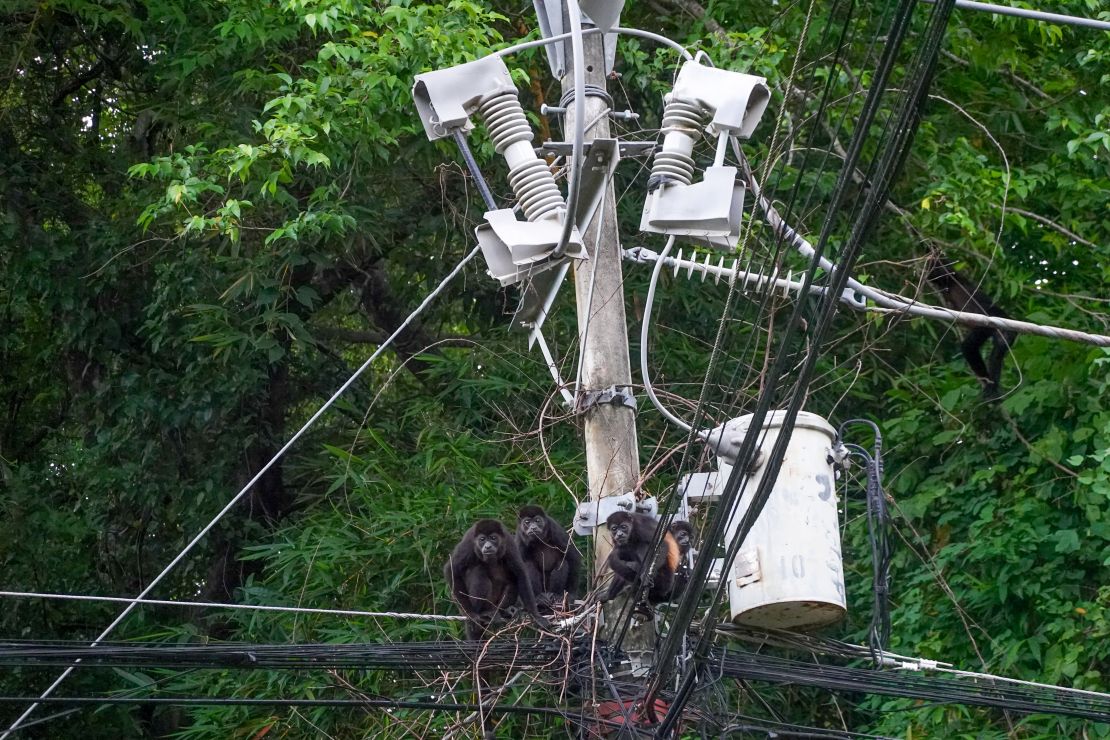 howley monkeys on power cables