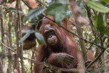 Orangutan in tree